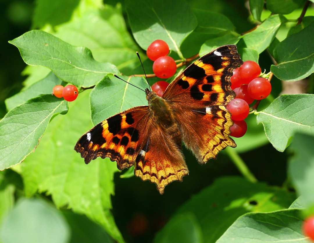 The Free-Spirited Butterfly: Health-Conscious Snackers (image credits: unsplash)