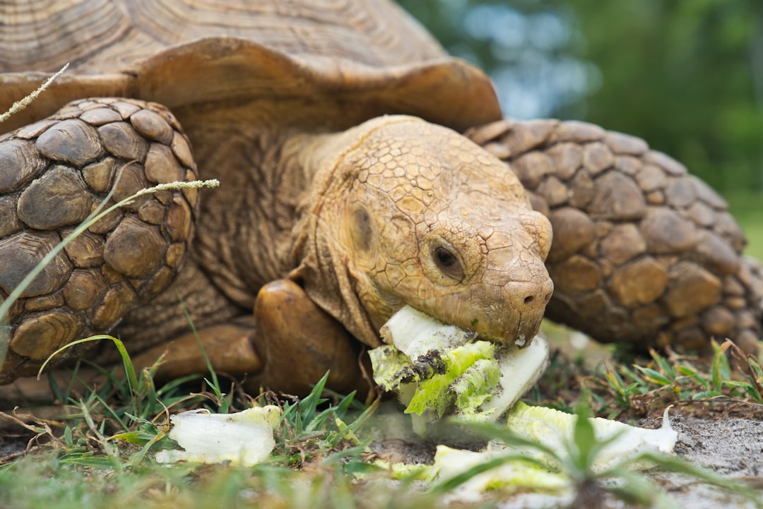 The Steadfast Tortoise: Routine Snack Keepers (image credits: unsplash)