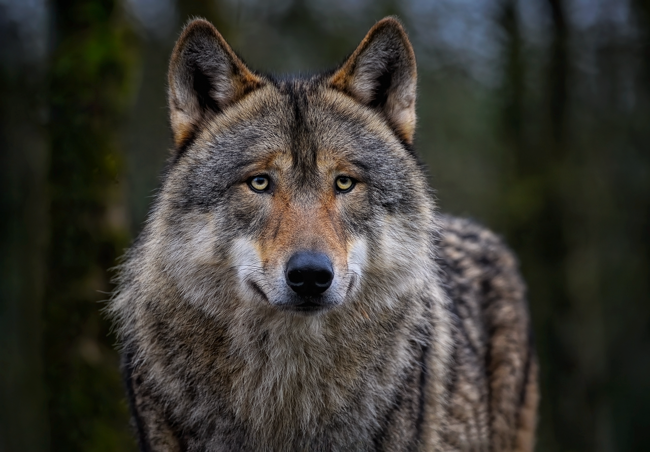 The Incredible Nose of Steel (image credits: pixabay)