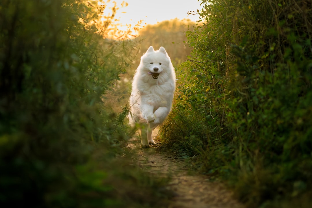 Endurance Beyond Human Limits (image credits: unsplash)