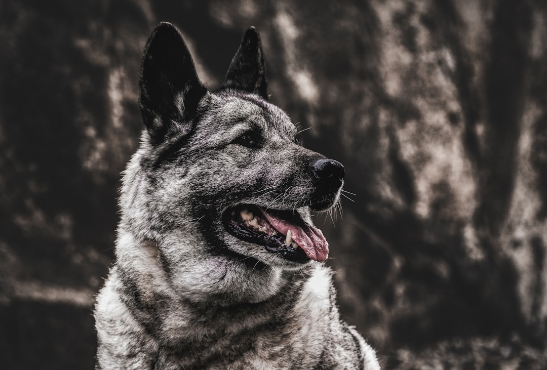 Shape-Shifting Stealth Mode (image credits: unsplash)