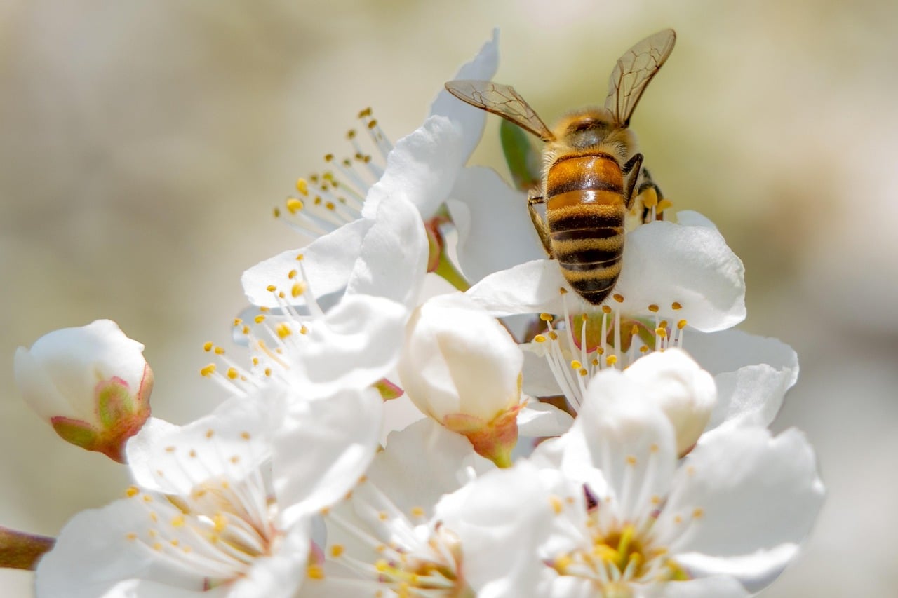 Bees - Nature's Ultimate Perfectionists (image credits: pixabay)