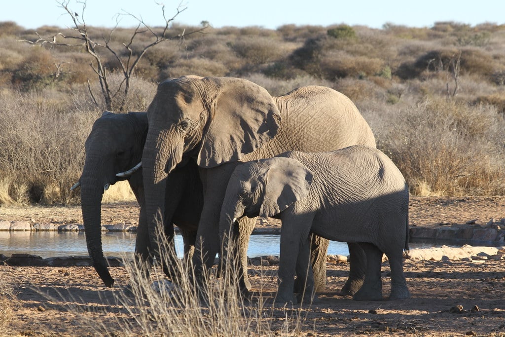 Elephants - The Gentle Giants with Perfect Memory (image credits: flickr)