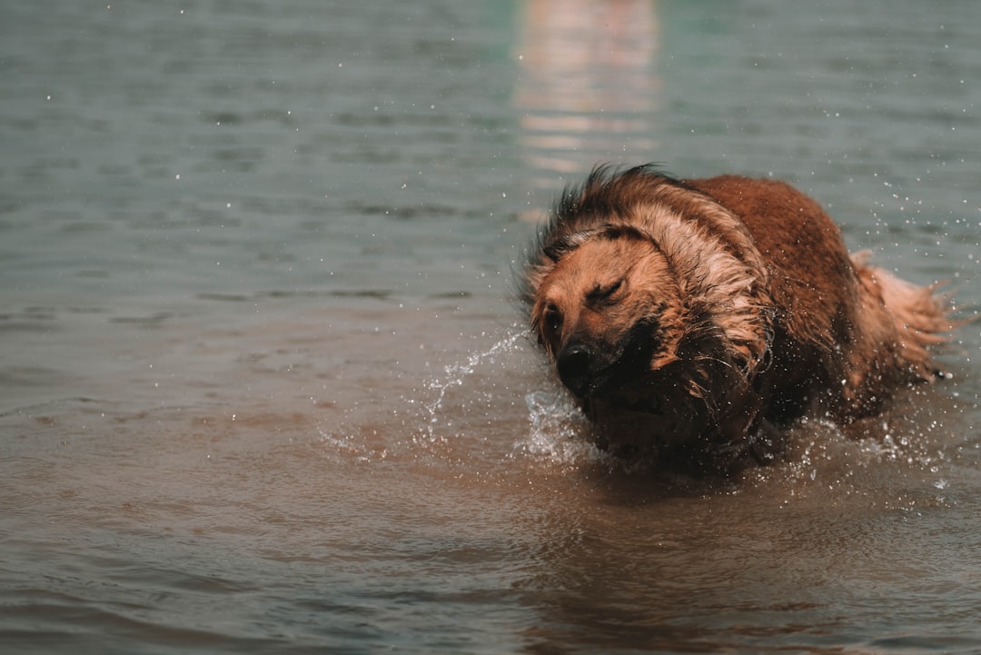 Beavers - The Engineering Perfectionists (image credits: unsplash)