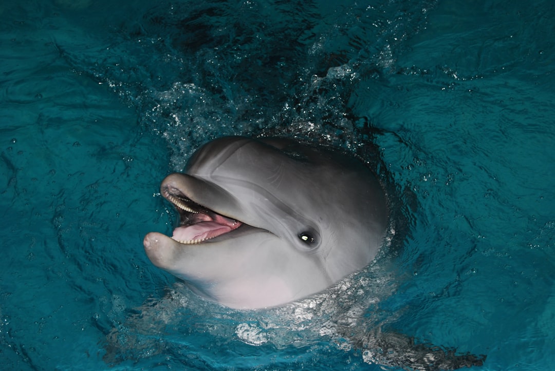 Dolphins - The Intellectual Problem Solvers (image credits: unsplash)