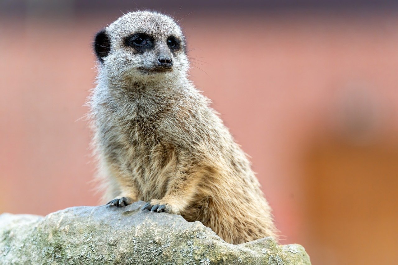 Meerkats - The Vigilant Organizers (image credits: pixabay)