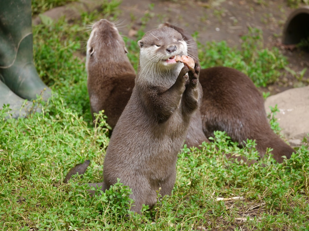 Sea Otters - The Perfectionist Groomers (image credits: unsplash)