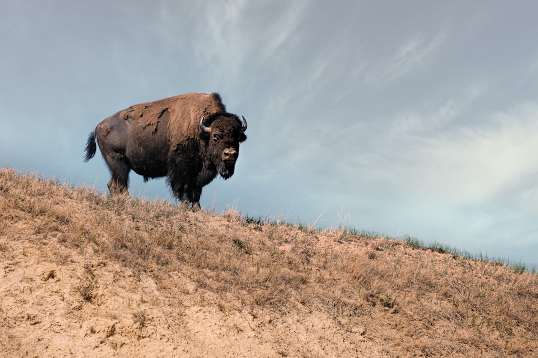 Aries (March 21 - April 19): American Bison (image credits: unsplash)