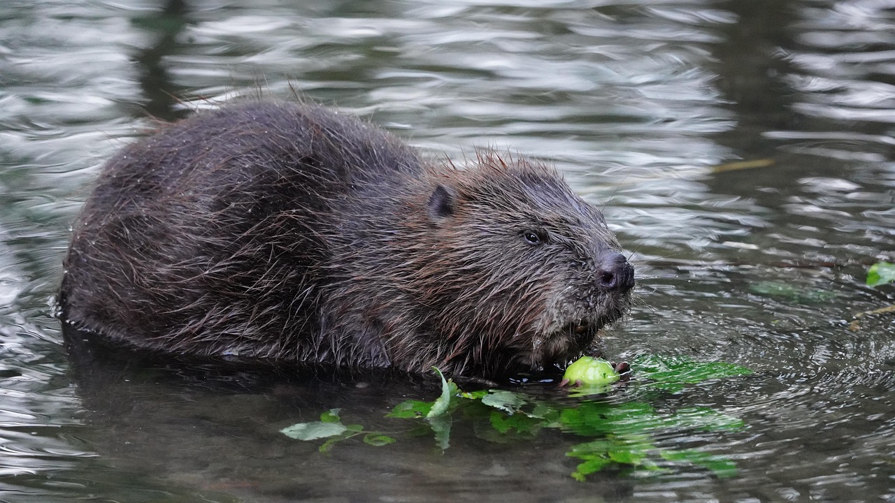 Taurus (April 20 - May 20): North American Beaver (image credits: pixabay)