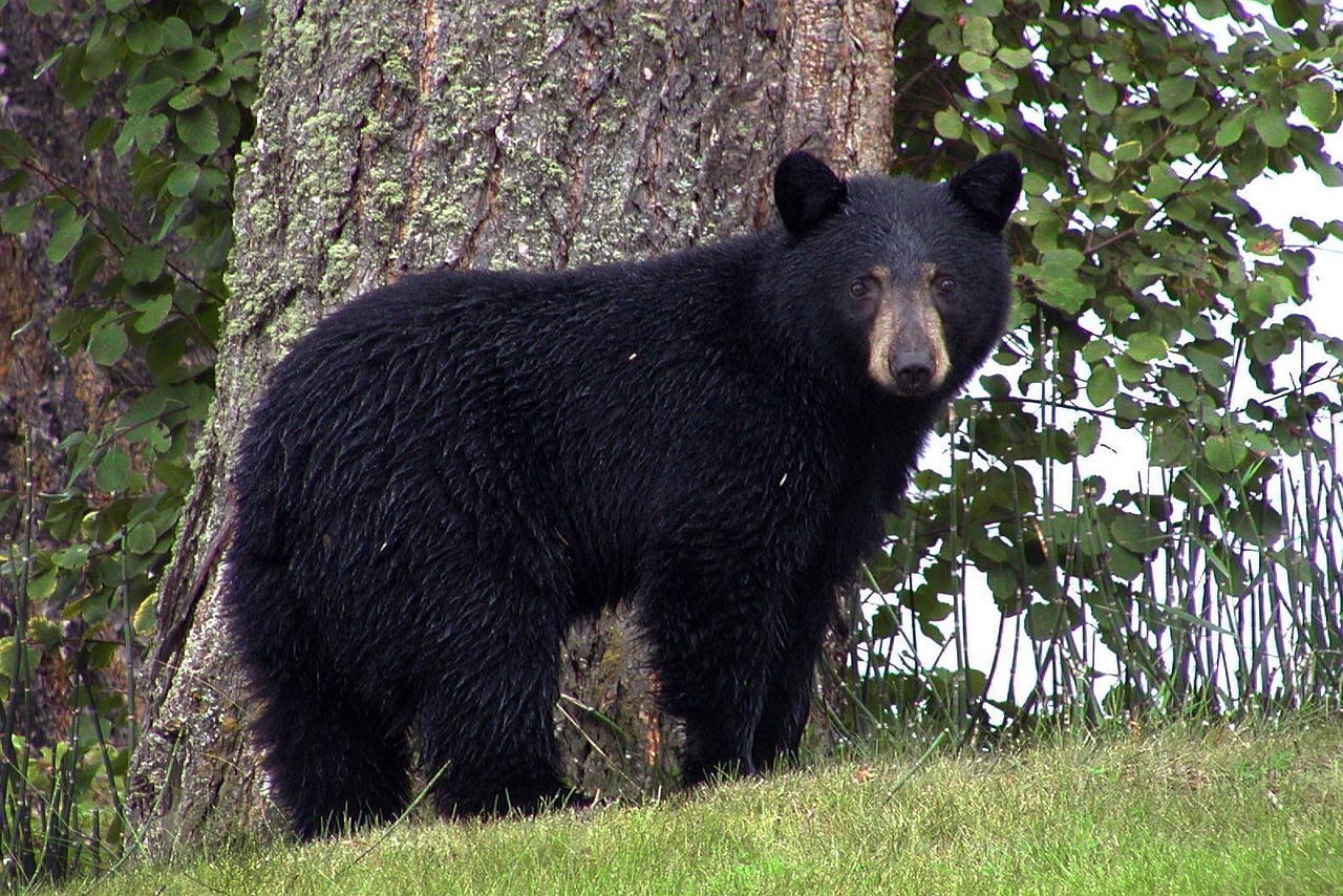 Cancer (June 21 - July 22): American Black Bear (image credits: pixabay)