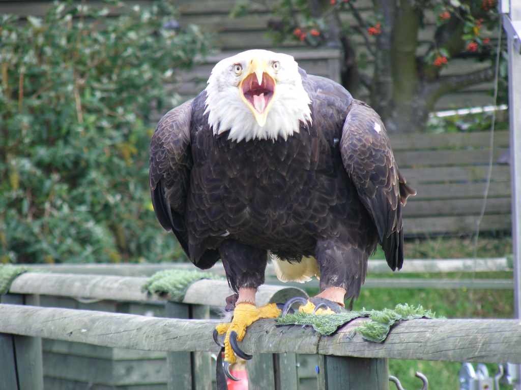 Leo (July 23 - August 22): Bald Eagle (image credits: flickr)
