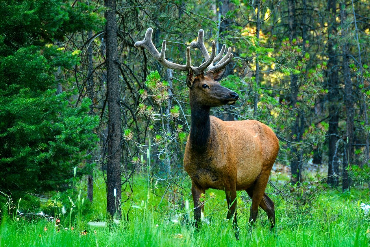 Libra (September 23 - October 22): American Elk (image credits: pixabay)