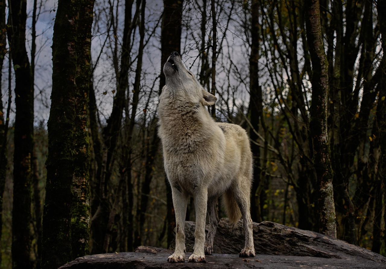 Sagittarius (November 22 - December 21): Gray Wolf (image credits: pixabay)
