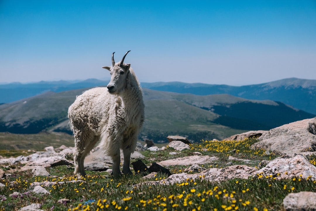 Capricorn (December 22 - January 19): Mountain Goat (image credits: unsplash)