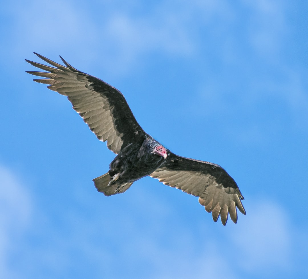 Aquarius (January 20 - February 18): California Condor (image credits: unsplash)