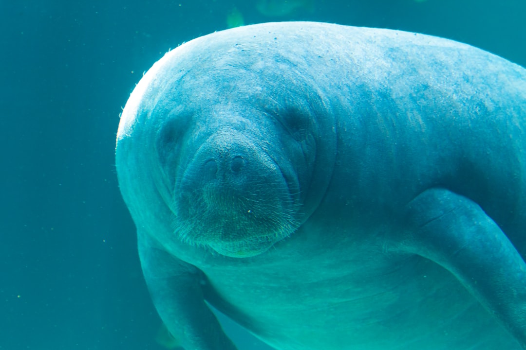 Pisces (February 19 - March 20): West Indian Manatee (image credits: unsplash)