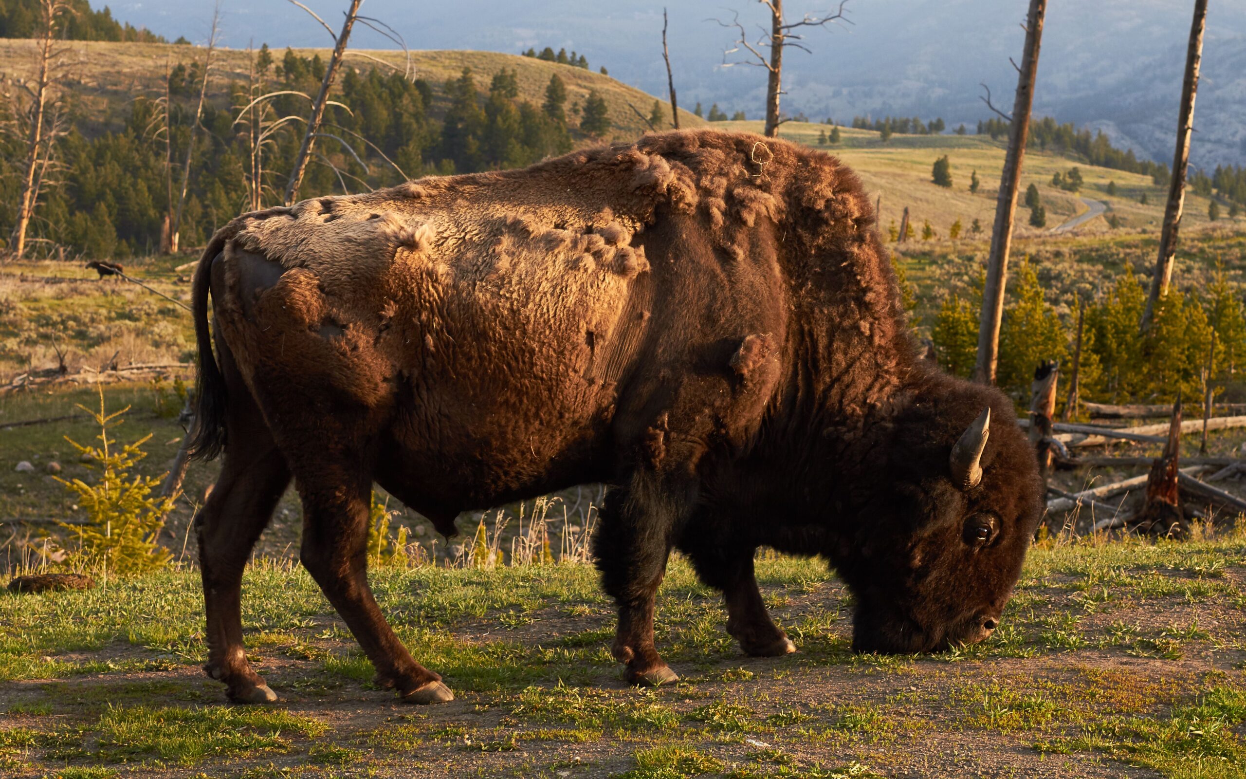 Conclusion: Finding Your Wild Spirit (image credits: wikimedia)