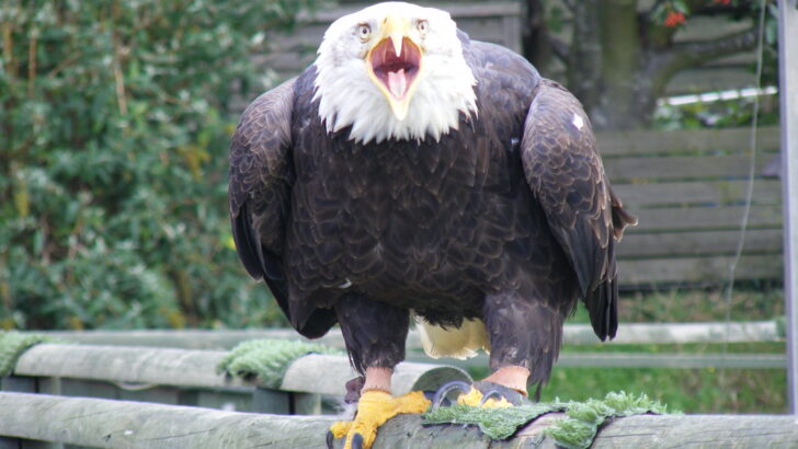 What The US Shutdown Means For Animals