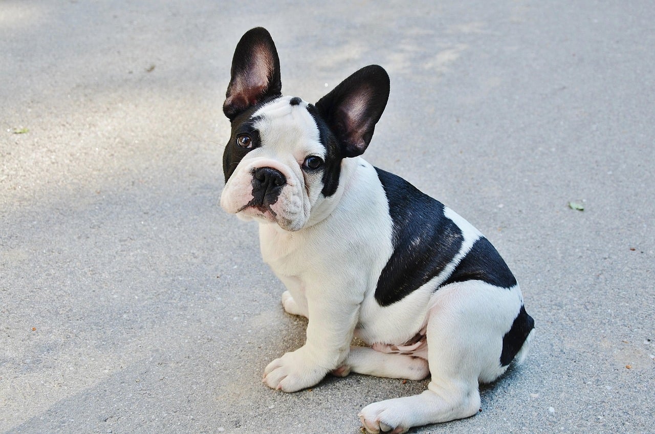 French Bulldog: The Compact Firecracker (image credits: pixabay)