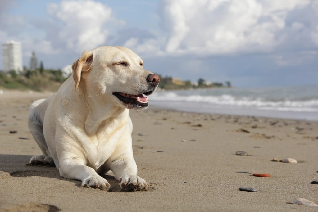 Labrador Retriever: The Eternal Optimist (image credits: rawpixel)