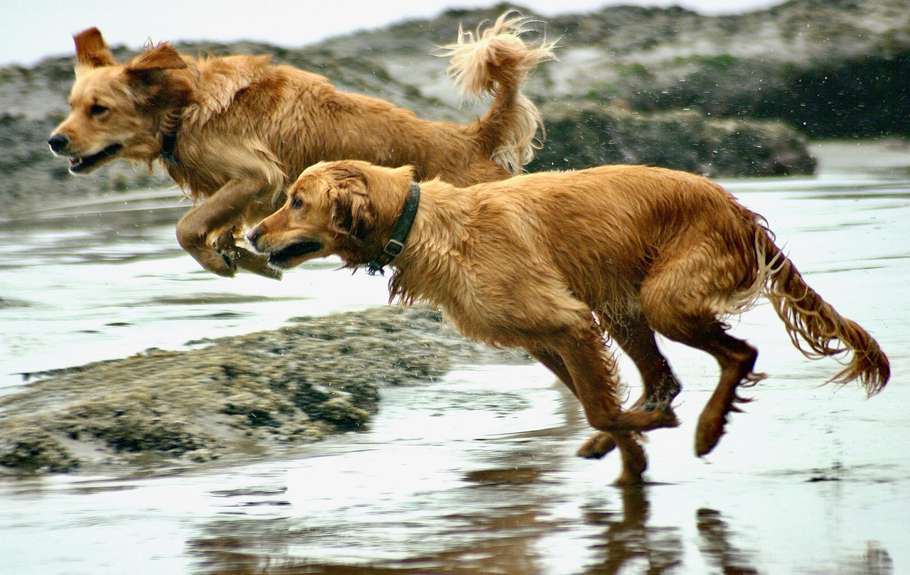 Golden Retriever: The Sunshine Companion (image credits: pixabay)