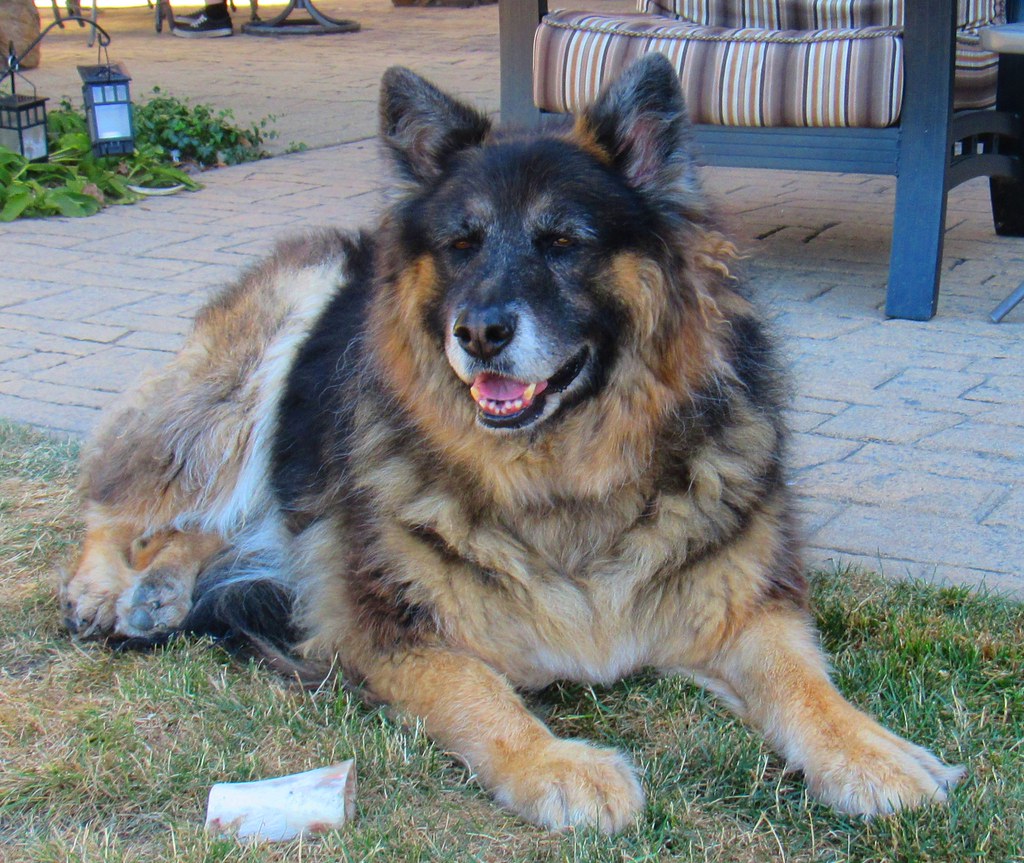 German Shepherd: The Natural Leader (image credits: flickr)