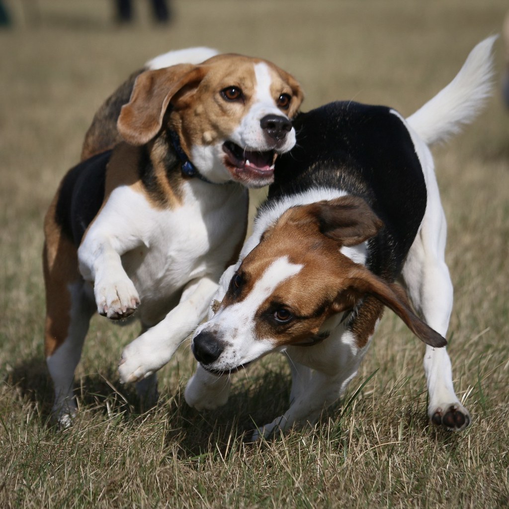 Beagle: The Adventurous Explorer (image credits: flickr)
