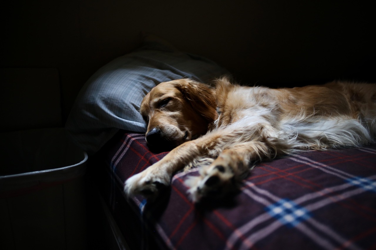 Creating a Comfortable Home Environment (image credits: pixabay)
