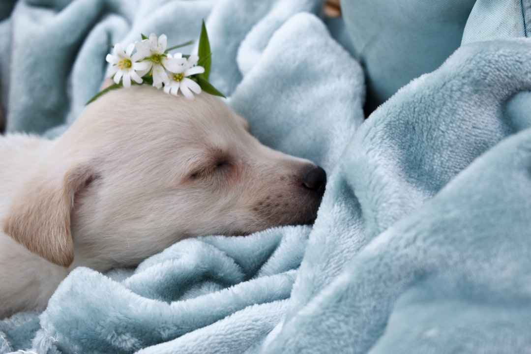 Finding Peace in the Final Moments (image credits: unsplash)