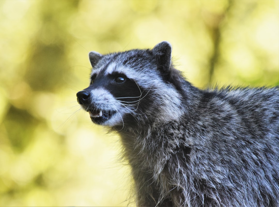 Natural Scent Deterrents That Actually Work (image credits: unsplash)