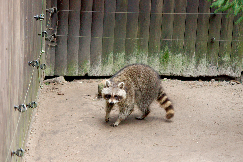 The Decoy Strategy (image credits: flickr)