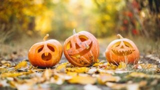 How to Stop Racoons Stealing and Eating Your Halloween Pumpkins
