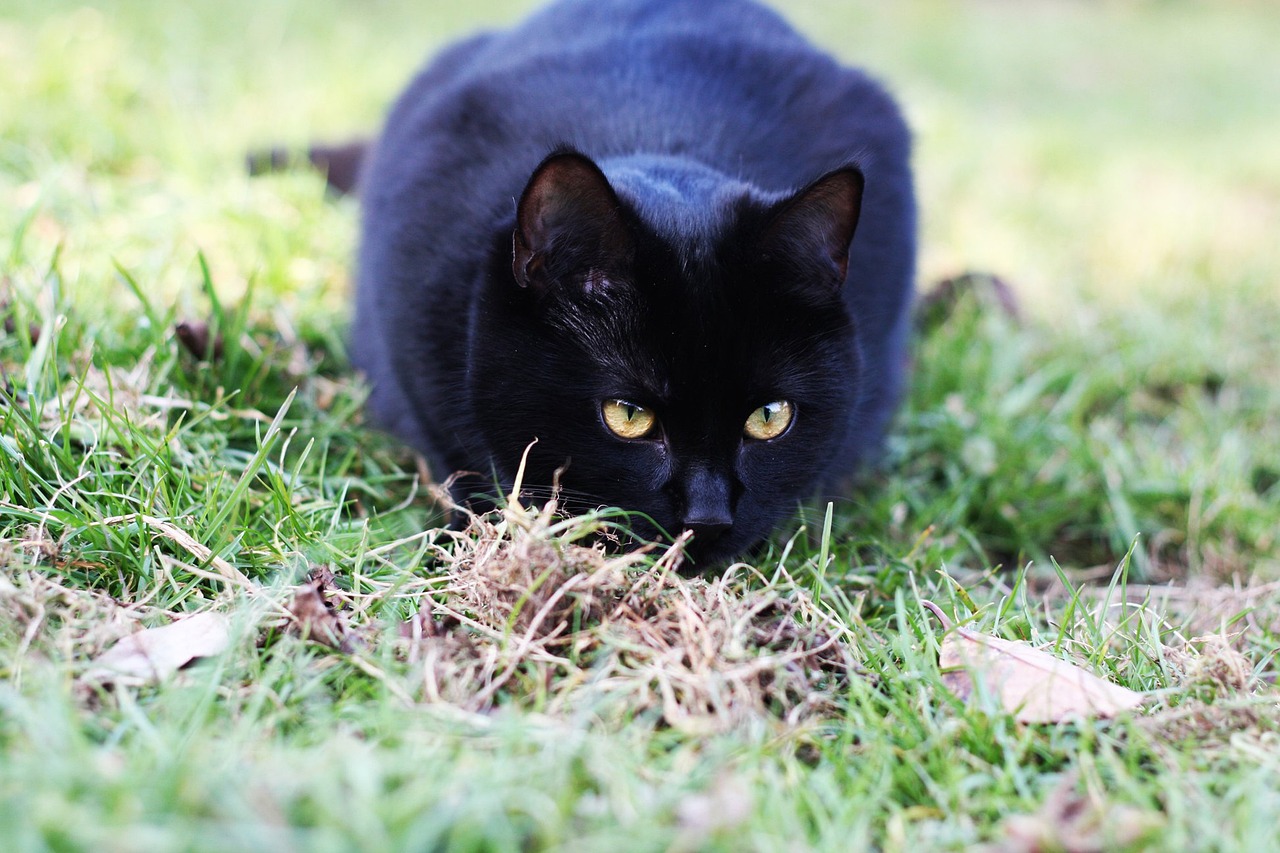 Black Cats: The Quintessential Halloween Familiar (image credits: pixabay)