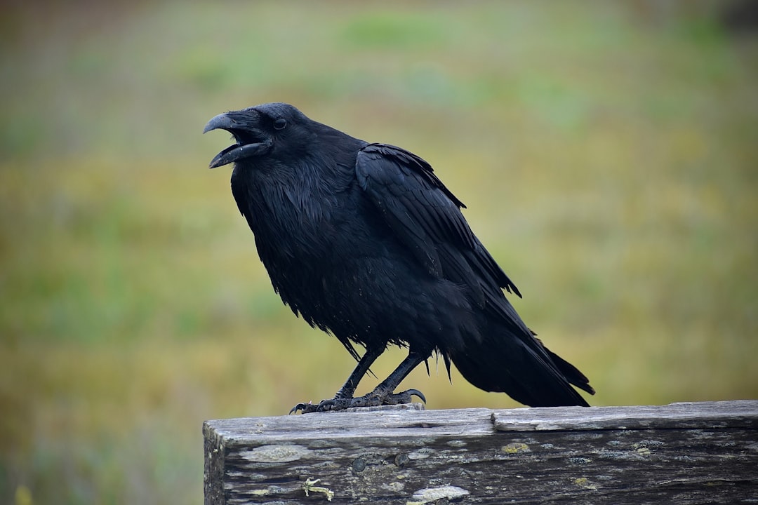 Ravens and Crows: Messengers from the Otherworld (image credits: unsplash)