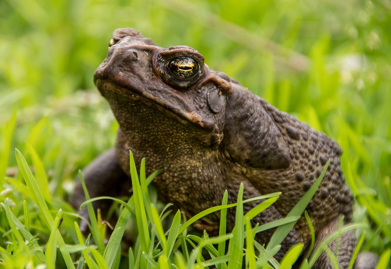 Toads and Frogs: Magical Transformation and Witches' Brew (image credits: pixabay)