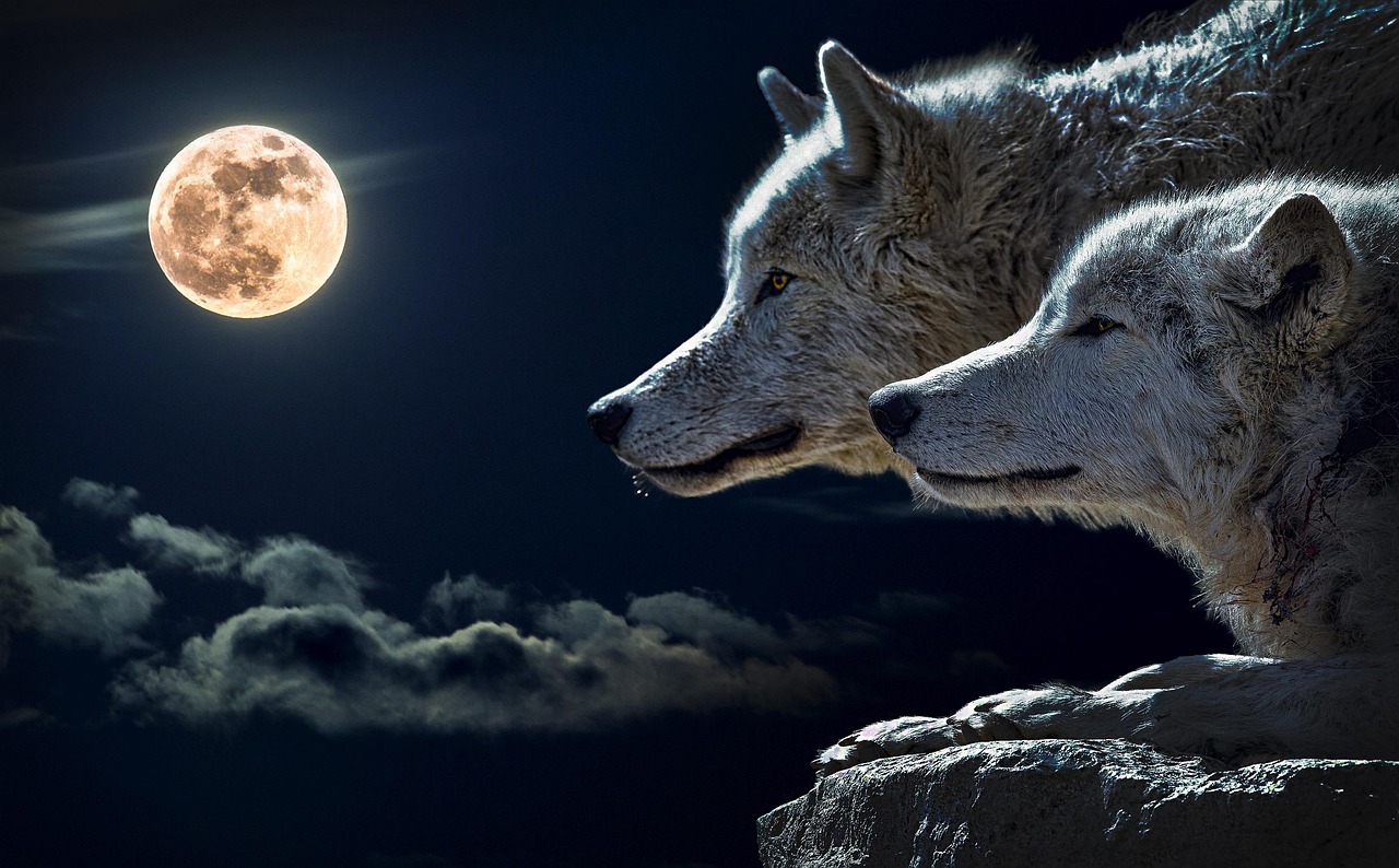 Wolves: Creatures of the Full Moon (image credits: pixabay)