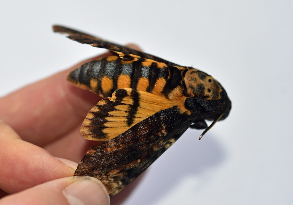 Moths: Harbingers of Souls and Death (image credits: flickr)