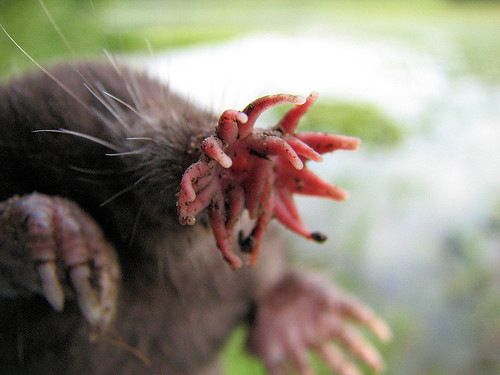 The Star-Nosed Mole: Nature's Speed Demon with Tentacles (image credits: flickr)