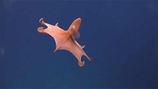 The Dumbo Octopus: Deep Sea Cuteness (image credits: flickr)