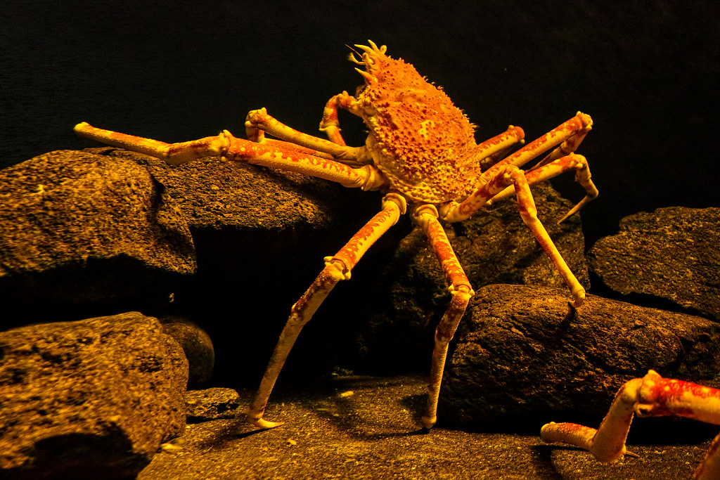 The Japanese Spider Crab: Underwater Giant (image credits: flickr)