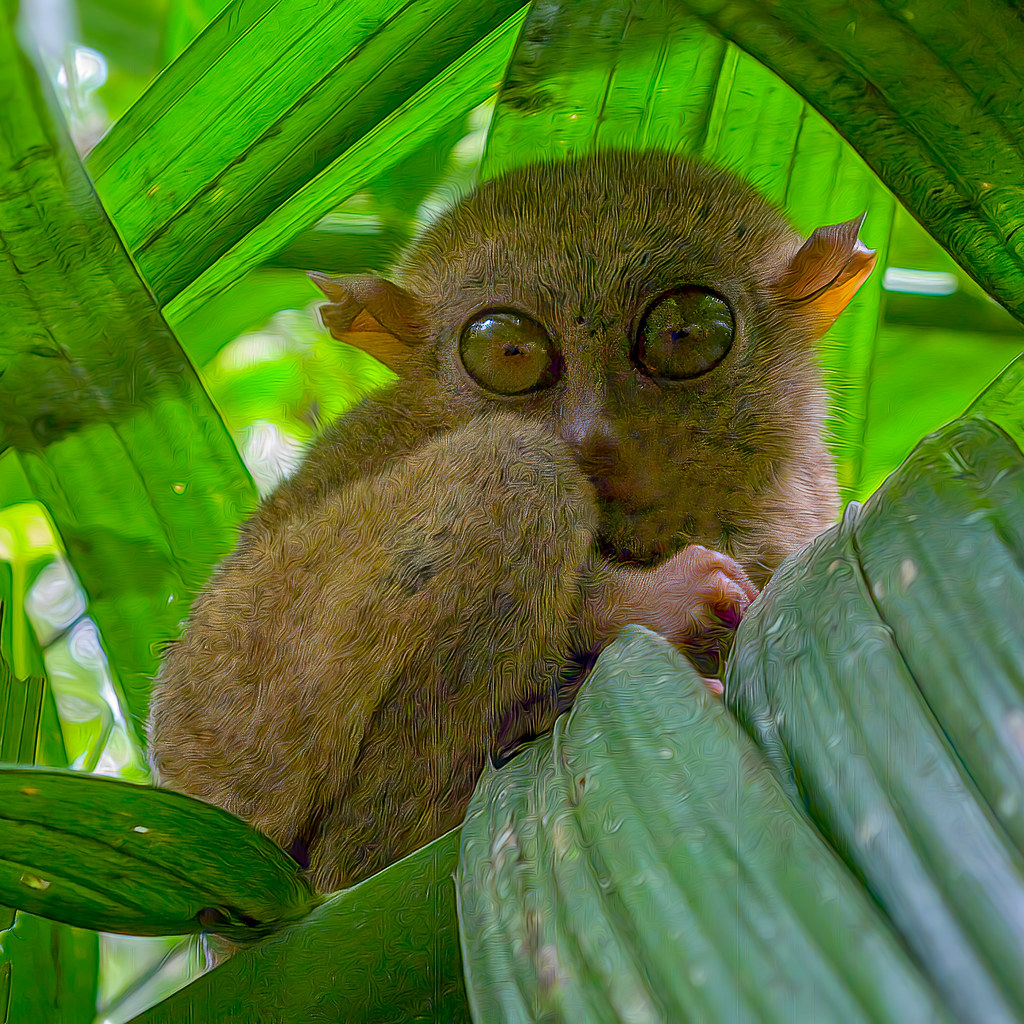 The Philippine Tarsier: Alien Eyes in the Forest (image credits: flickr)