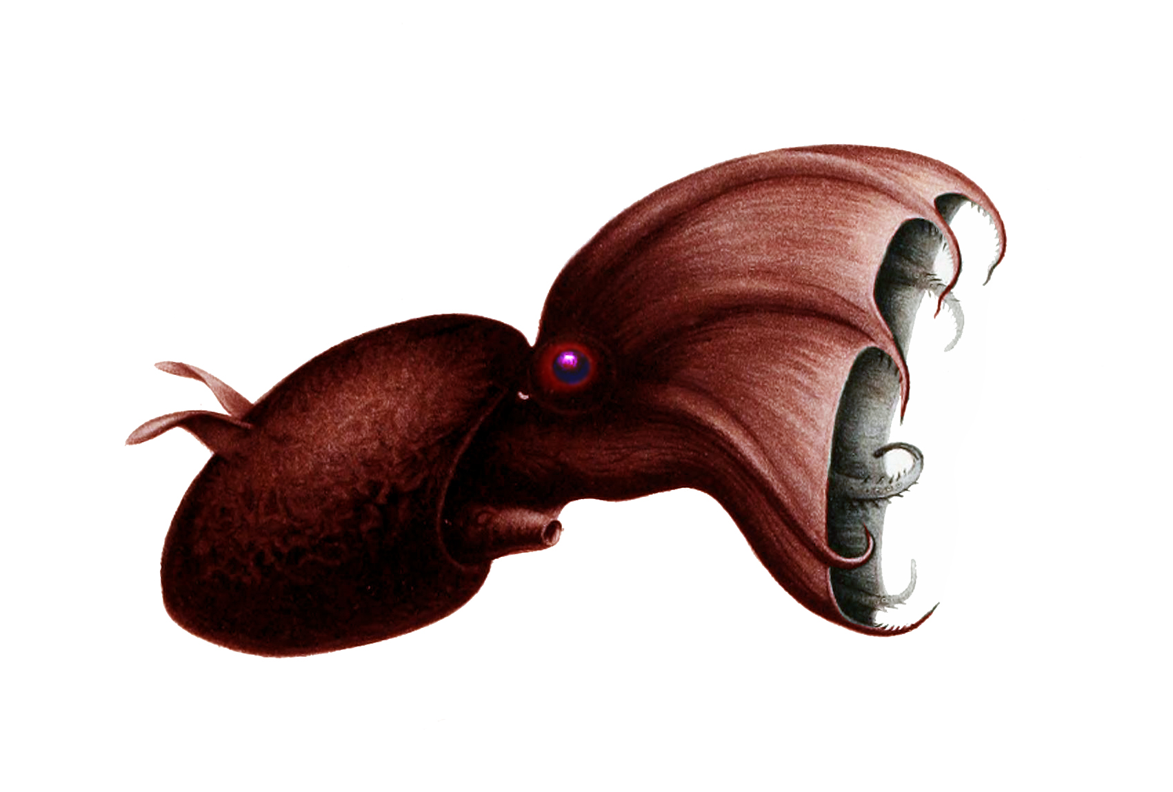 The Vampire Squid: Not Quite What It Seems (image credits: wikimedia)
