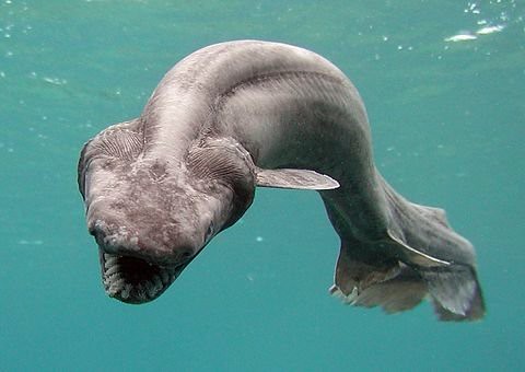 The Frilled Shark: Swimming Dinosaur (image credits: flickr)