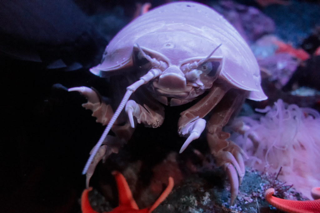 The Giant Isopod: Underwater Pillbug on Steroids (image credits: flickr)