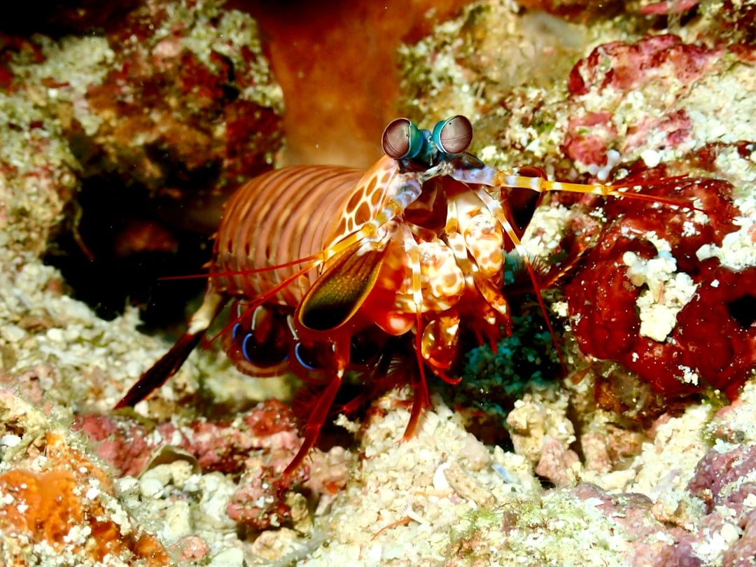 The Mantis Shrimp: Rainbow Warrior with Nuclear Punches (image credits: unsplash)