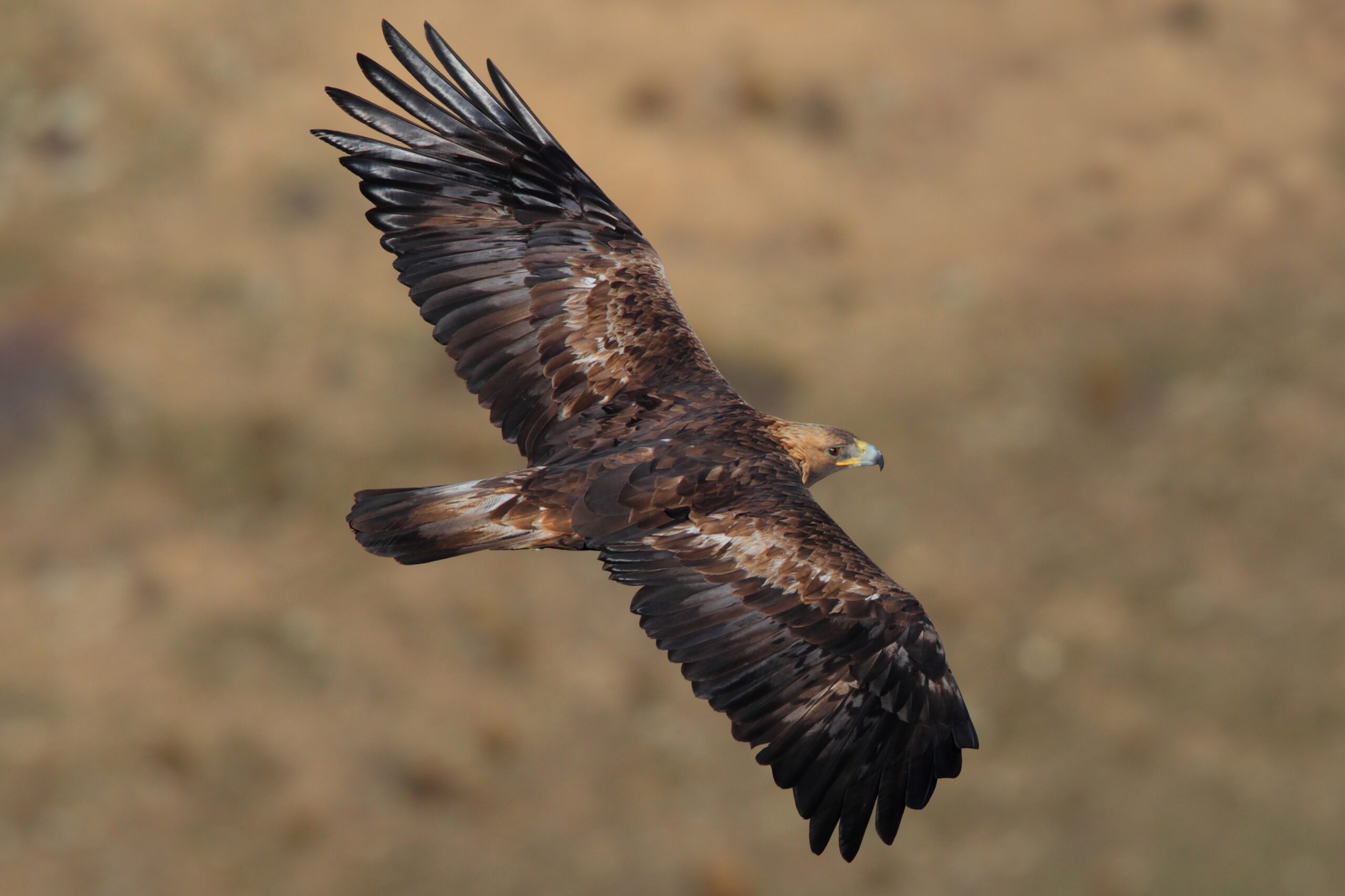 The Independent Maverick - Golden Eagle (image credits: By Juan lacruz, CC BY 3.0, https://commons.wikimedia.org/w/index.php?curid=18042076)
