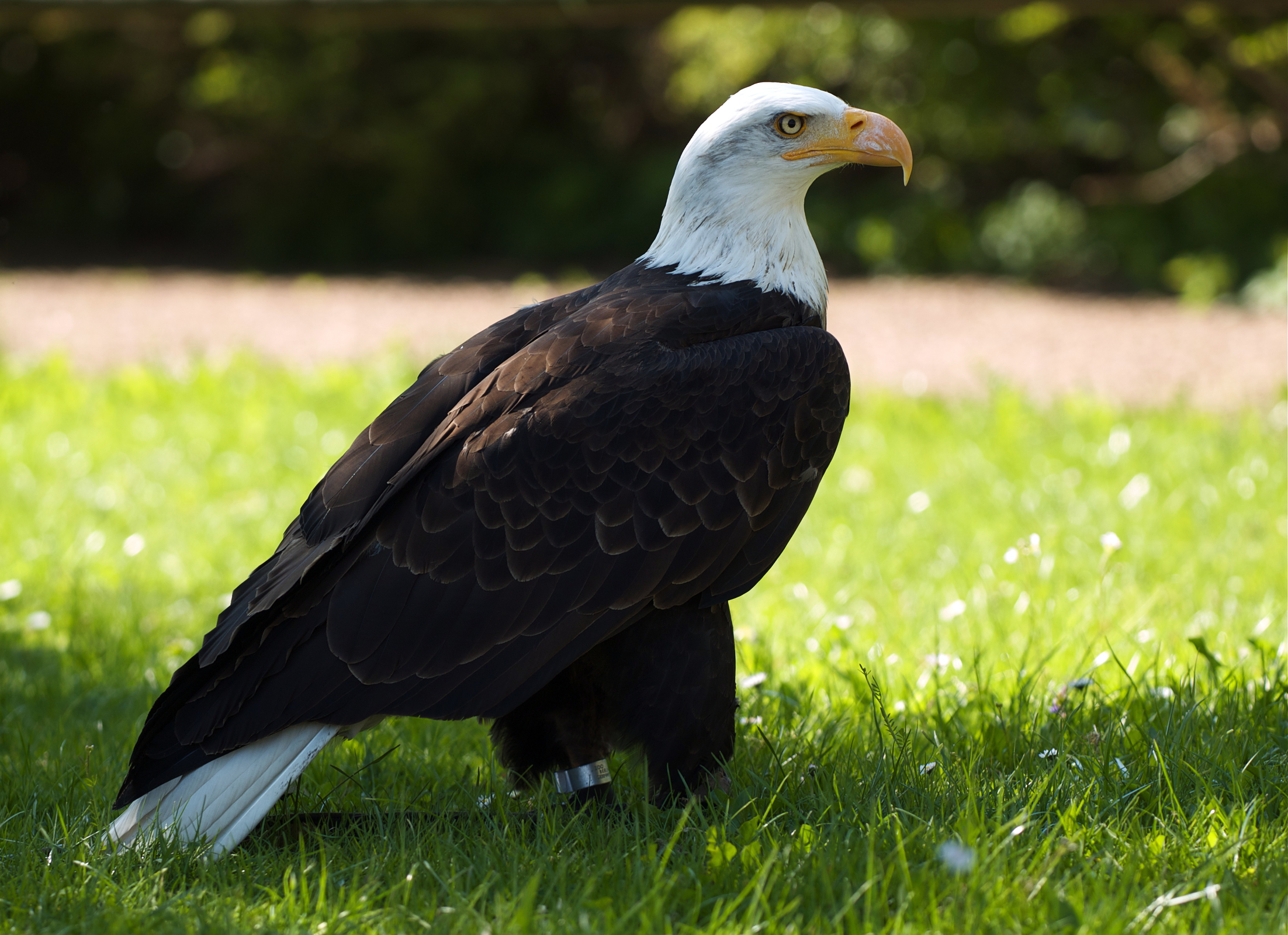 The Social Diplomat - Bald Eagle (image credits: By Jörg Hempel, CC BY-SA 3.0 de, https://commons.wikimedia.org/w/index.php?curid=6635613)