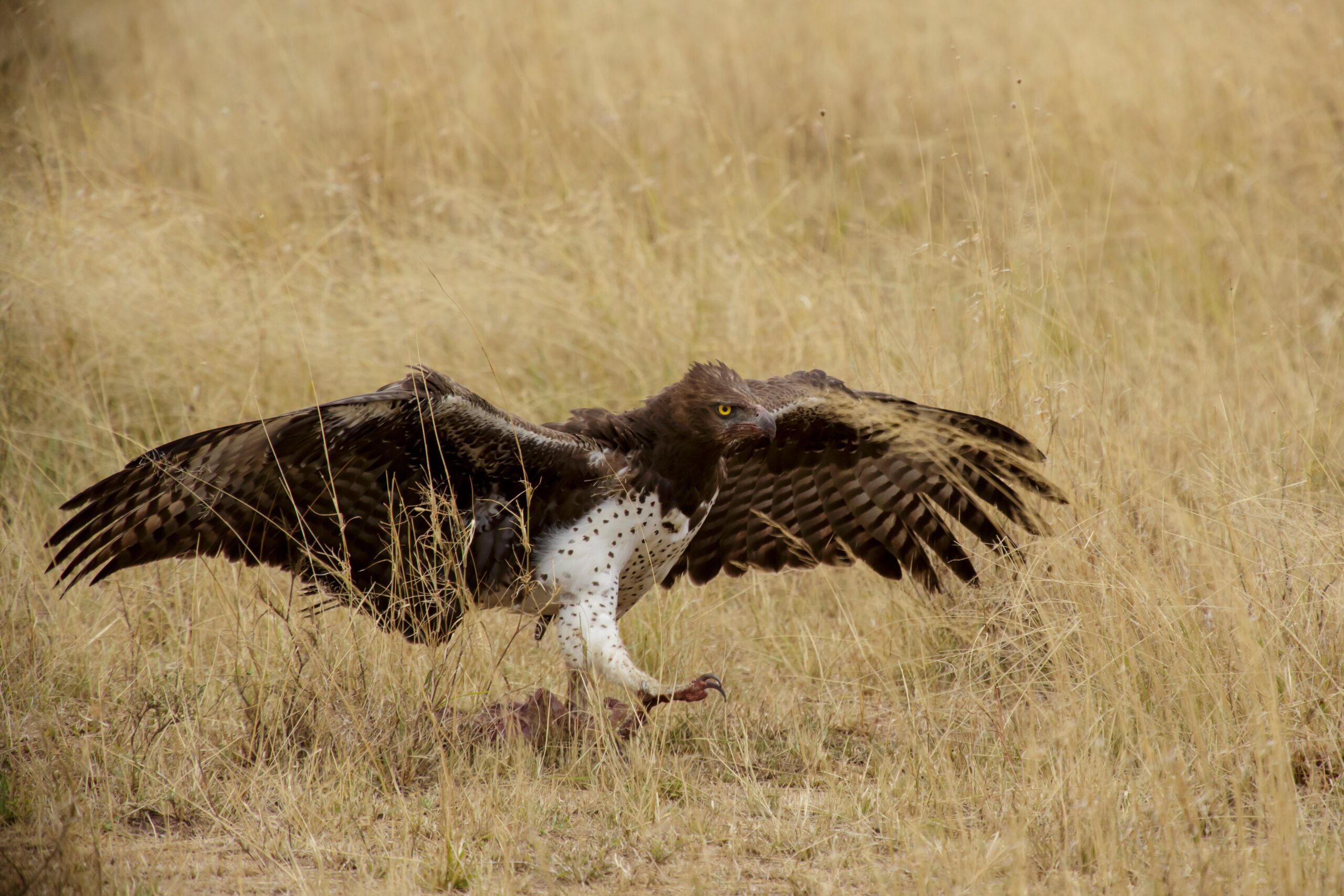The Strategic Thinker - Martial Eagle (image credits: wikimedia)