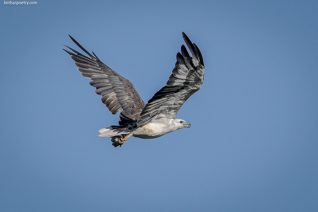 The Adaptable Survivor - White-Bellied Sea Eagle (image credits: flickr)