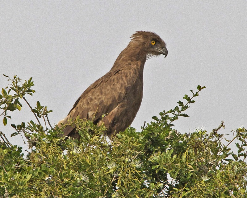 The Focused Specialist - Snake Eagle (image credits: wikimedia)